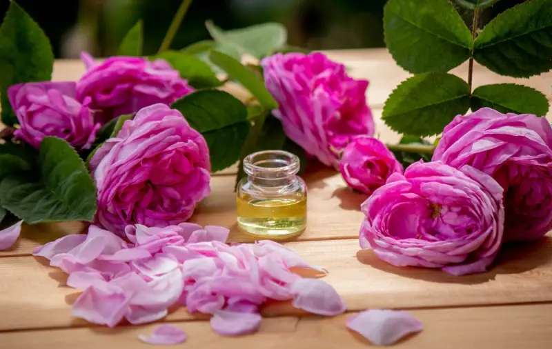 Rose Flower Essential Oils